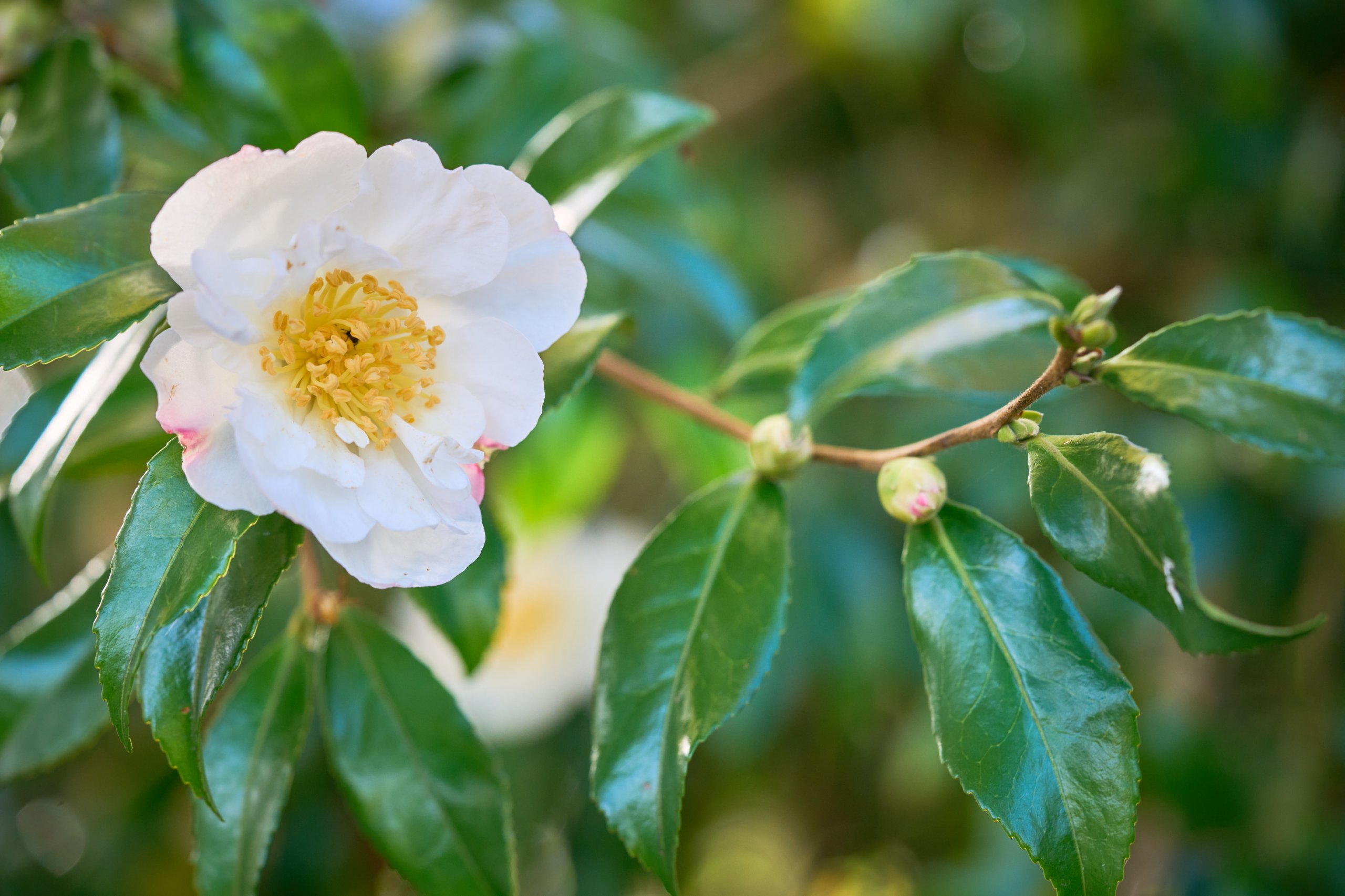 2025 11 02 Gruga 0045